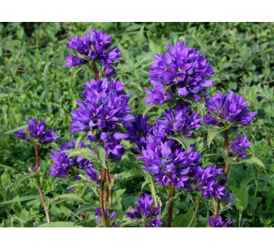 Дзвіночок скупчений фіолетовий ( Campanula glomerata )